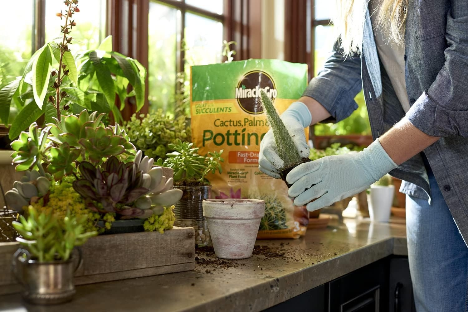image:imageMiracleGro Cactus Palm amp Citrus Potting Mix 8 qt2Pack