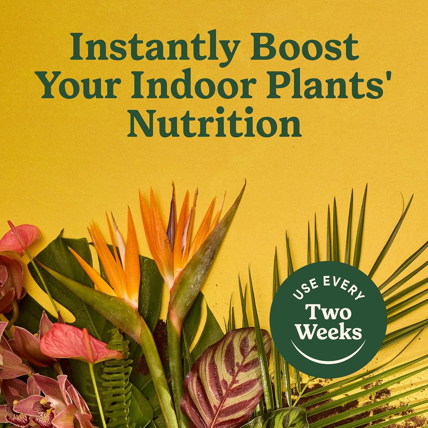 image:imageMiracleGro Indoor Plant Food Mist for Orchids 8 fl oz 2PackAll Plants
